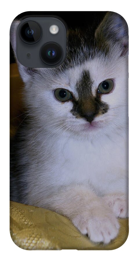 Kitten iPhone 14 Case featuring the photograph Fleur-de-lis kitten by Bess Carter