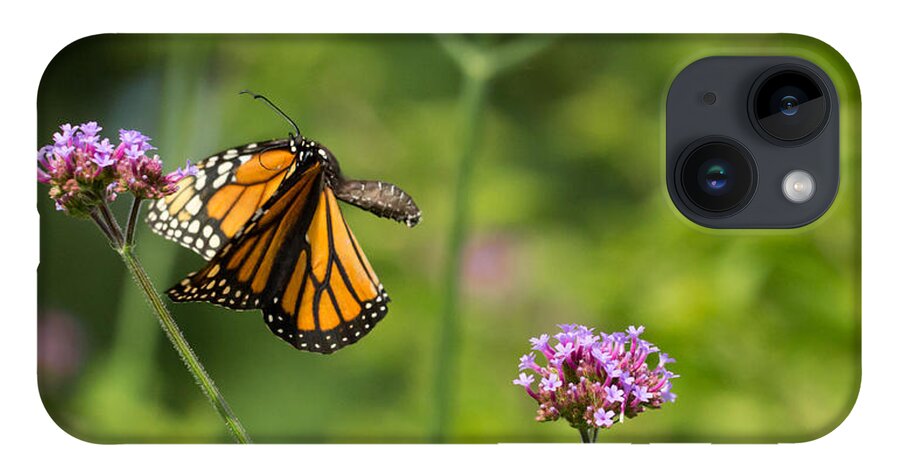 Monarch iPhone 14 Case featuring the photograph Flight of the Monarch 2 by Brian Hale