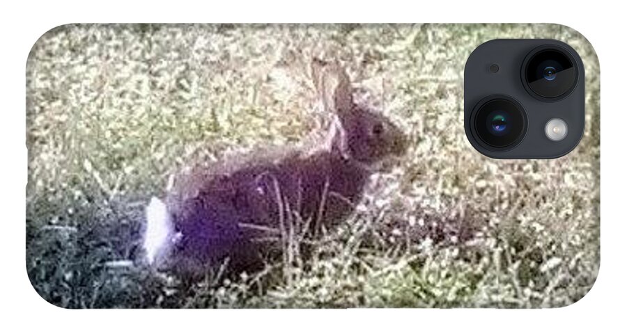 Rabbit. Bunny .wildlife Sanctuary iPhone Case featuring the photograph Floppy Our Local Bunny by Suzanne Berthier