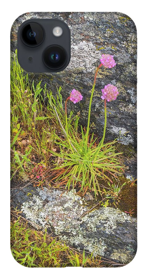 Oregon Coast iPhone 14 Case featuring the photograph Flower And Rock by Tom Singleton