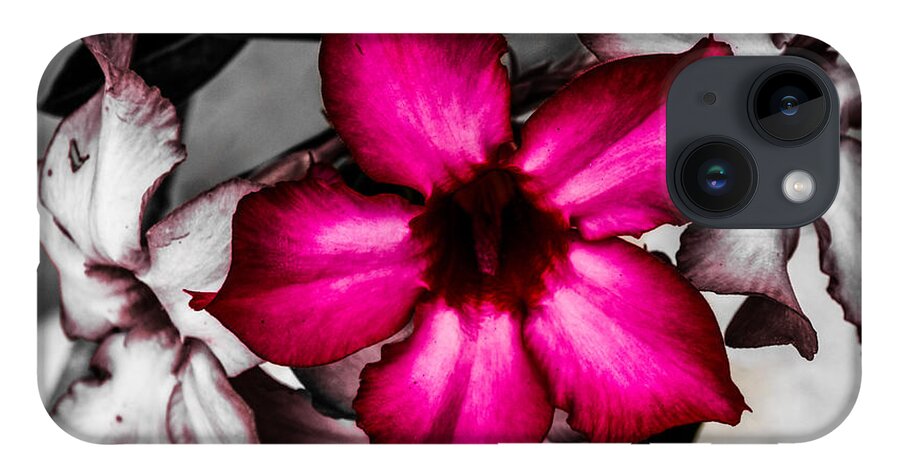 Flowers iPhone 14 Case featuring the photograph Flower Dreams by Randy Sylvia