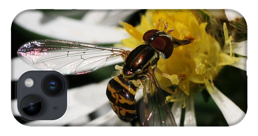 Insect iPhone 14 Case featuring the photograph Flower Fly on Wildflower by William Selander