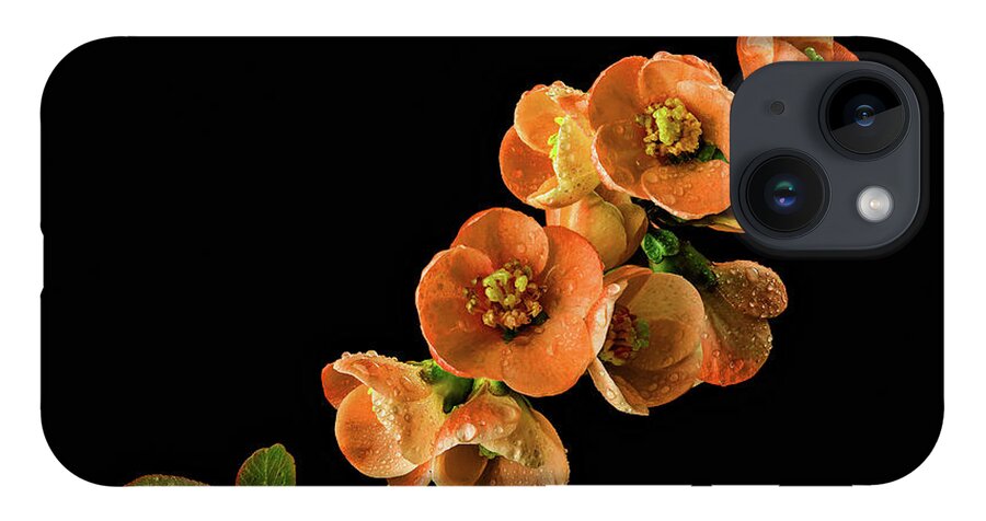 Quince iPhone 14 Case featuring the photograph Flowering Quince Orange by Mary Jo Allen
