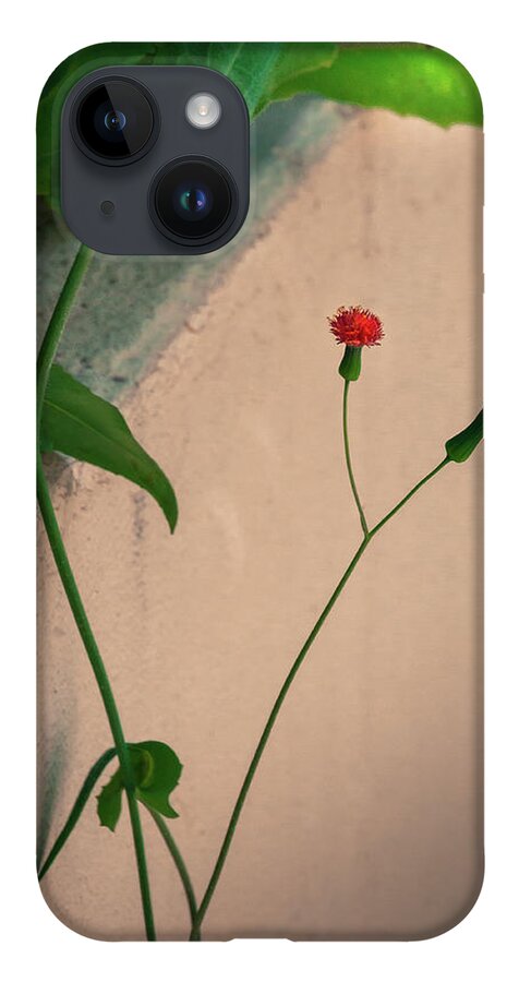 Coconut Grove iPhone 14 Case featuring the photograph Flowers, Leaves and Wall by Frank Mari