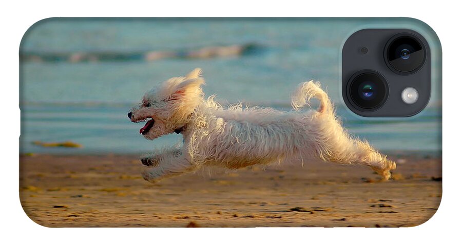 Dog iPhone 14 Case featuring the photograph Flying Dog by Harry Spitz