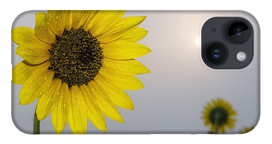 Kansas iPhone 14 Case featuring the photograph Foggy sunflowers by Rob Graham
