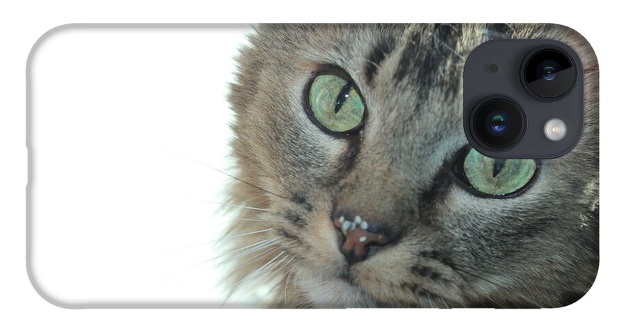 Cats iPhone 14 Case featuring the photograph Folsom Portrait by Sandra Dalton