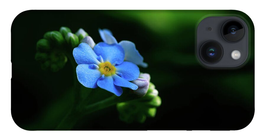Forget-me-not iPhone Case featuring the photograph Forget-me-not by Rob Davies