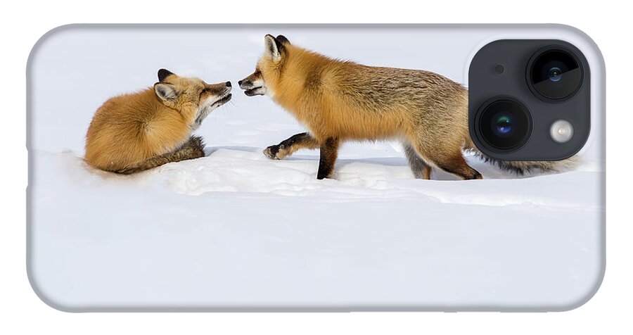 Grand Teton National Park iPhone 14 Case featuring the photograph Fox Love by Brenda Jacobs