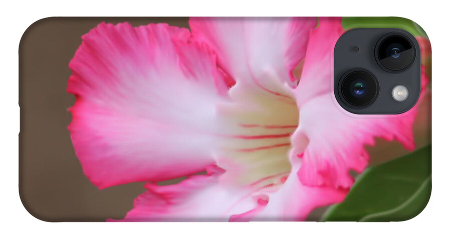 Flower iPhone 14 Case featuring the photograph Full Bloom by Pamela Walton