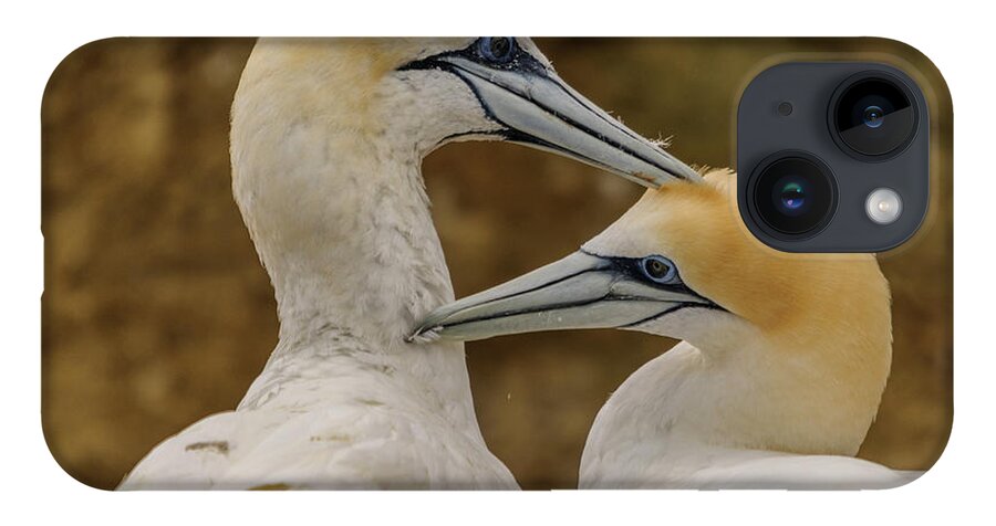 Gannet iPhone 14 Case featuring the photograph Gannets 4 by Werner Padarin