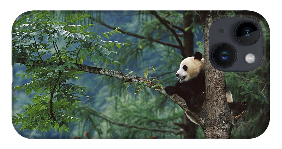 Mp iPhone 14 Case featuring the photograph Giant Panda Ailuropoda Melanoleuca by Cyril Ruoso