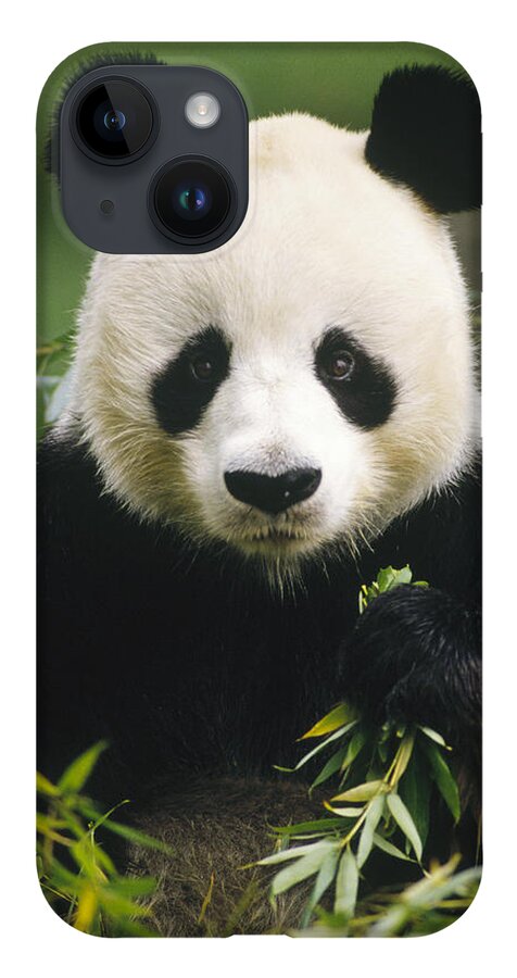 Mp iPhone 14 Case featuring the photograph Giant Panda Ailuropoda Melanoleuca by Gerry Ellis