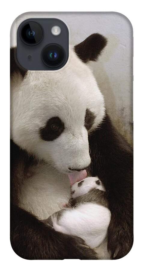 Mp iPhone 14 Case featuring the photograph Giant Panda Ailuropoda Melanoleuca Xi by Katherine Feng