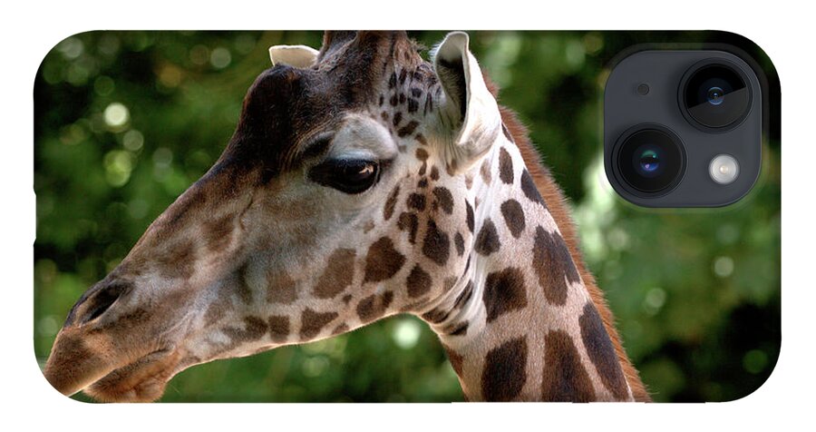 Tall iPhone 14 Case featuring the photograph Giraffe Portrait by Stephen Melia