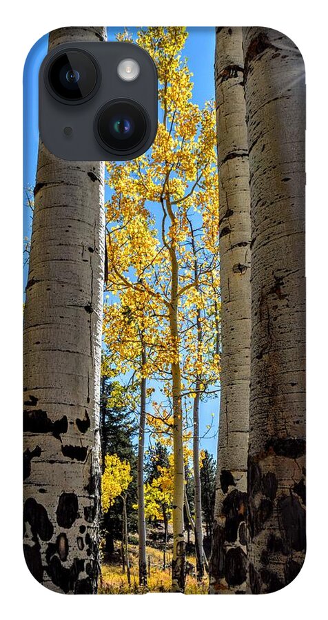 Aspens iPhone 14 Case featuring the photograph Glowing Grove by Michael Brungardt