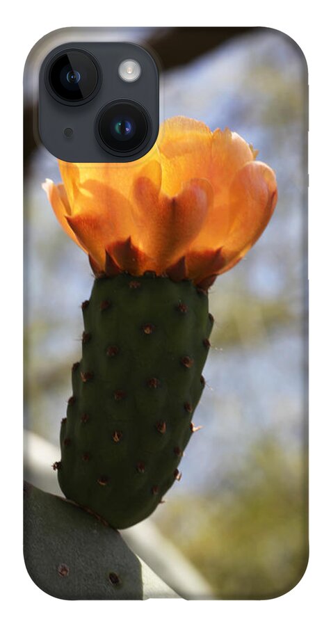 Orange iPhone 14 Case featuring the photograph Glowing Prickly Pear Cactus by Tammy Pool