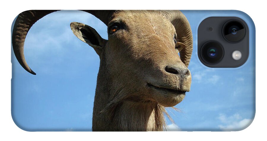 Goat iPhone 14 Case featuring the photograph Goat by Patricia Montgomery