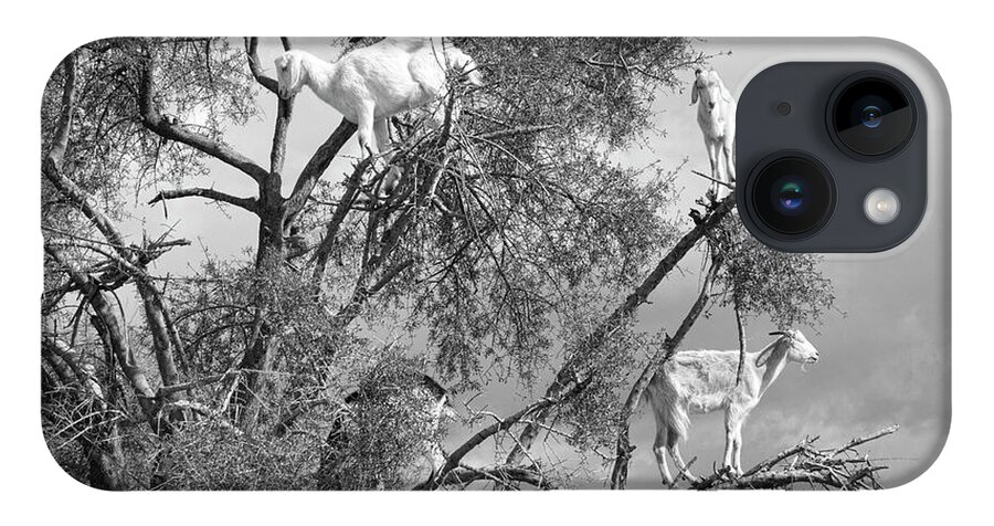 Morocco iPhone Case featuring the photograph Goats in Tree BW by Chuck Kuhn