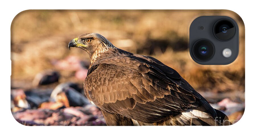 Golden Eagle iPhone Case featuring the photograph Golden Eagle's Back by Torbjorn Swenelius