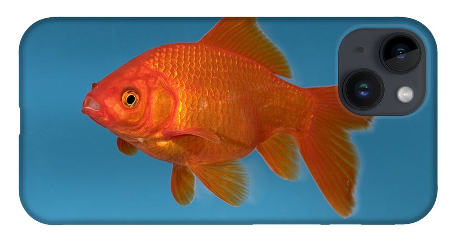 Mp iPhone 14 Case featuring the photograph Goldfish Carassius Auratus In Aquarium by Konrad Wothe