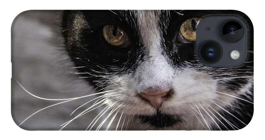 Cats iPhone Case featuring the photograph Gorgeous close up by Sandra Dalton