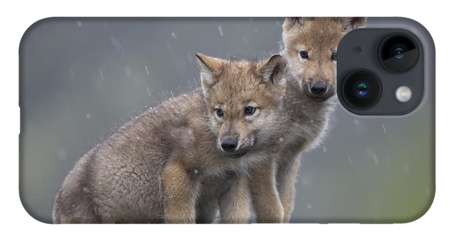 Mp iPhone Case featuring the photograph Gray Wolf Canis Lupus Pups In Light by Tim Fitzharris