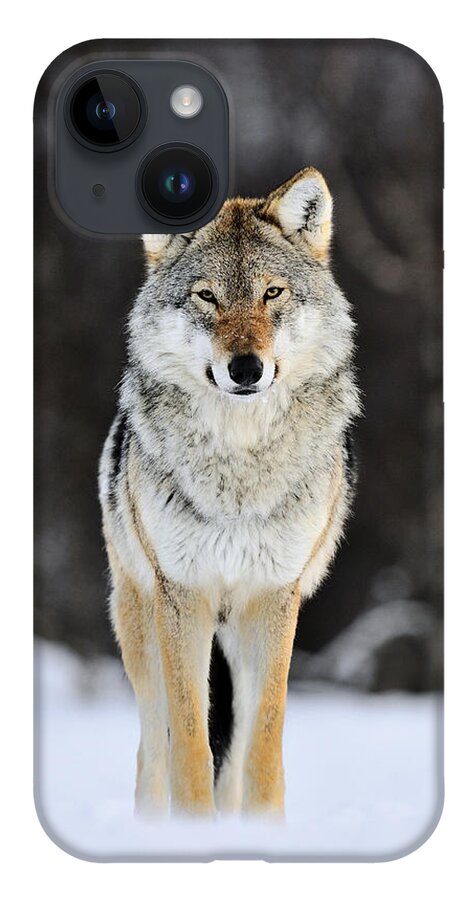 Mp iPhone 14 Case featuring the photograph Gray Wolf in the Snow by Jasper Doest