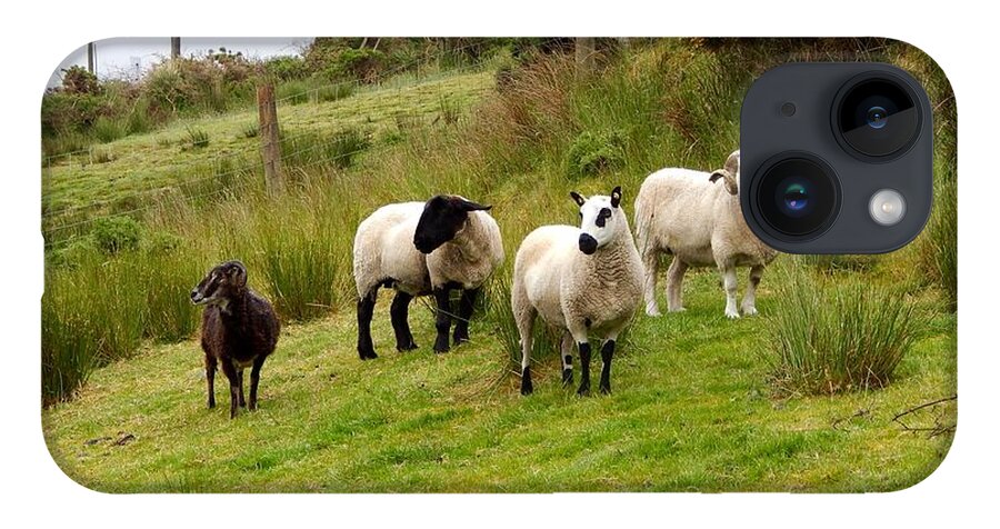  iPhone 14 Case featuring the photograph Grazing sheep by Sue Morris