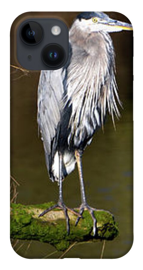 Denise Bruchman iPhone 14 Case featuring the photograph Great Blue Heron on a Log by Denise Bruchman