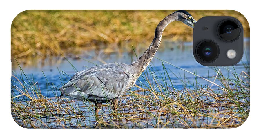 Herons iPhone 14 Case featuring the photograph Great Blue Heron On The Hunt by DB Hayes