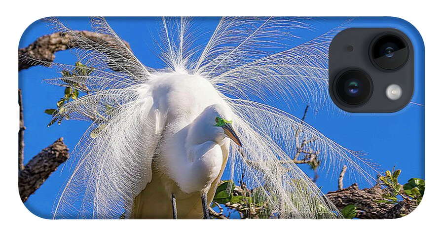Egrets iPhone Case featuring the photograph Great Egret In Breeding Plumage by DB Hayes