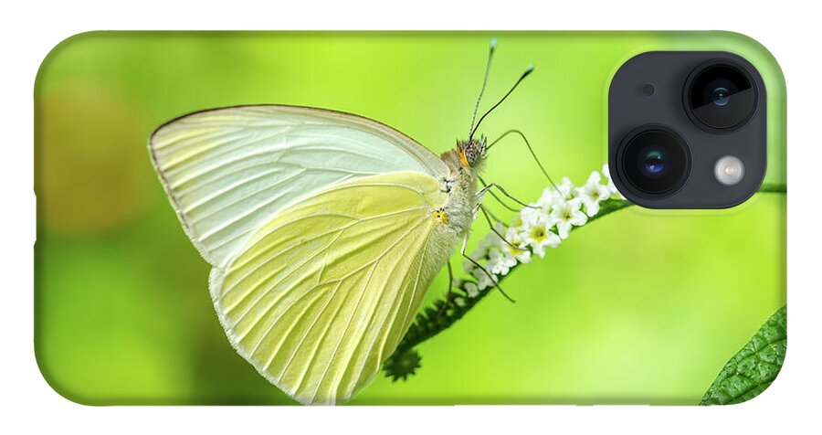 Butterfly iPhone 14 Case featuring the photograph Great Southern White Butterfly Drinking Nectar by Artful Imagery