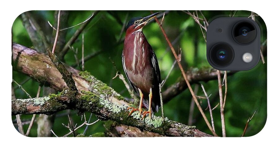Birds iPhone 14 Case featuring the photograph Green Heron by Kevin Craft