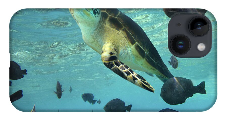 00451420 iPhone 14 Case featuring the photograph Green Sea Turtle Balicasag Island by Tim Fitzharris