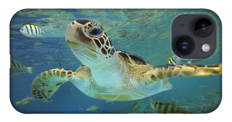 00451418 iPhone 14 Case featuring the photograph Green Sea Turtle Swimming by Tim Fitzharris