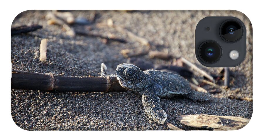 Green Sea Turtle iPhone 14 Case featuring the photograph Green Sea Turtle hatchling by Breck Bartholomew