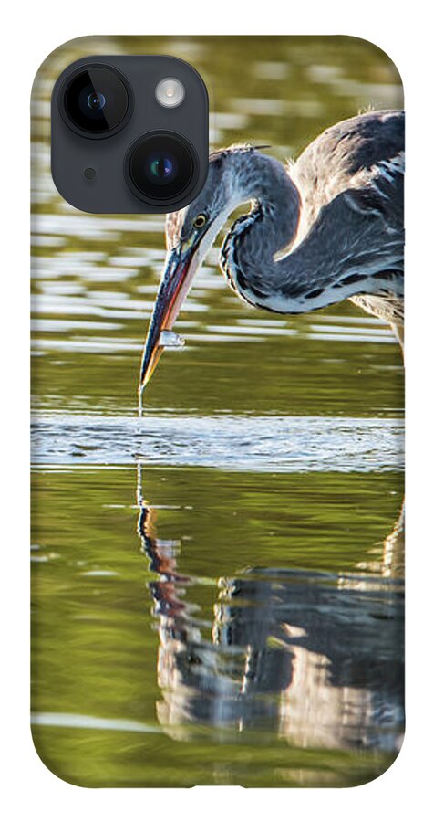 Grey Heron iPhone 14 Case featuring the photograph Grey Herons Catch by Torbjorn Swenelius