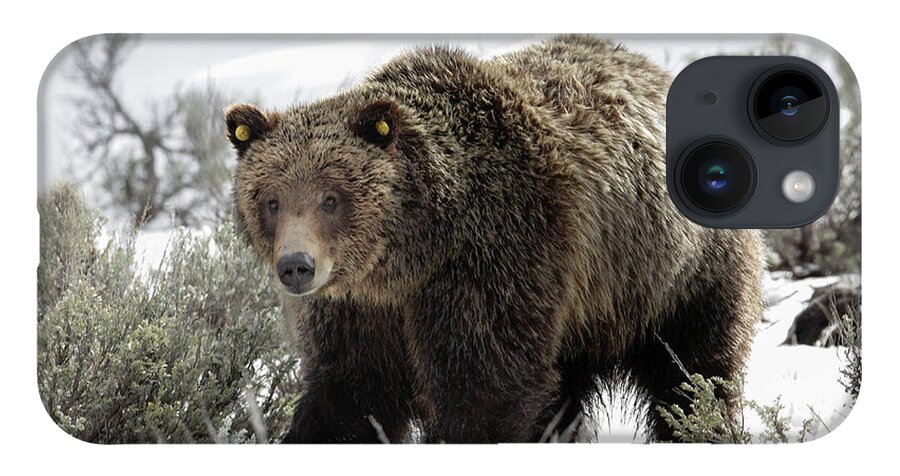 Grizzly iPhone 14 Case featuring the photograph Griz 610 by Ronnie And Frances Howard