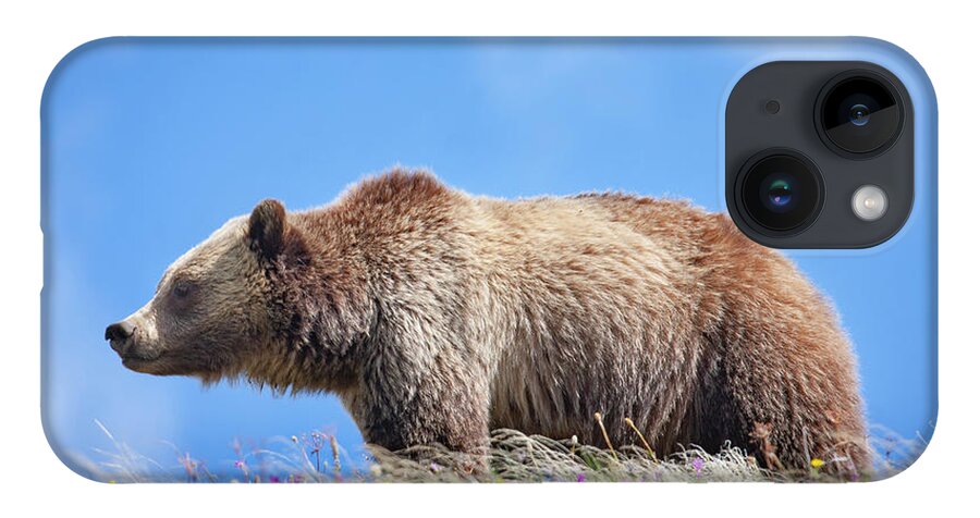 Mark Miller Photos iPhone 14 Case featuring the photograph Grizzly and Blue Sky by Mark Miller