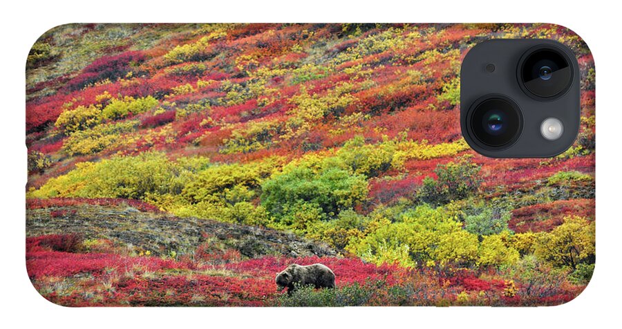 Denali National Park iPhone Case featuring the photograph Grizzly Feast - Denali National Park - Alaska by Bruce Friedman
