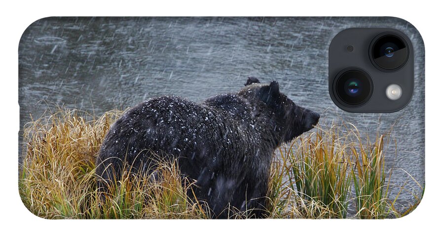 Grizzly iPhone 14 Case featuring the photograph Grizzly in Falling Snow by Mark Miller