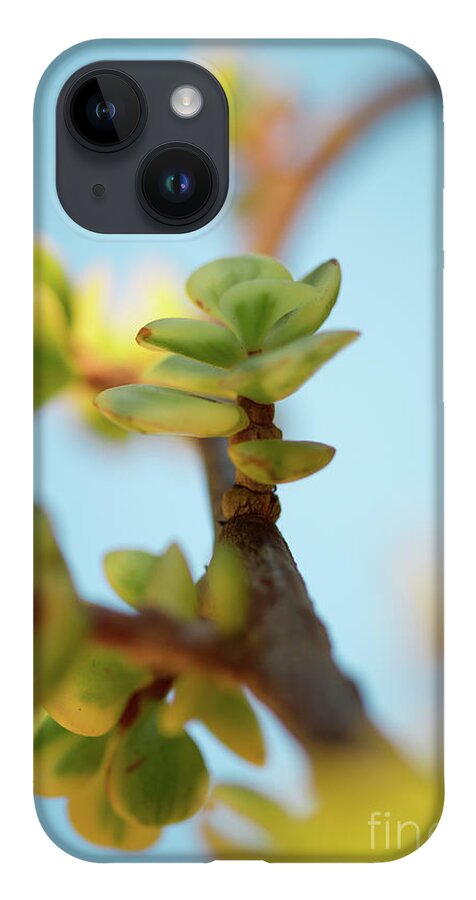 Plant iPhone 14 Case featuring the photograph Growth by Ana V Ramirez