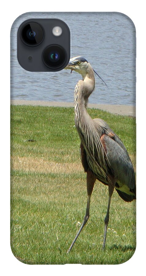 Heron iPhone 14 Case featuring the photograph Handsome Devil by Donna Blackhall