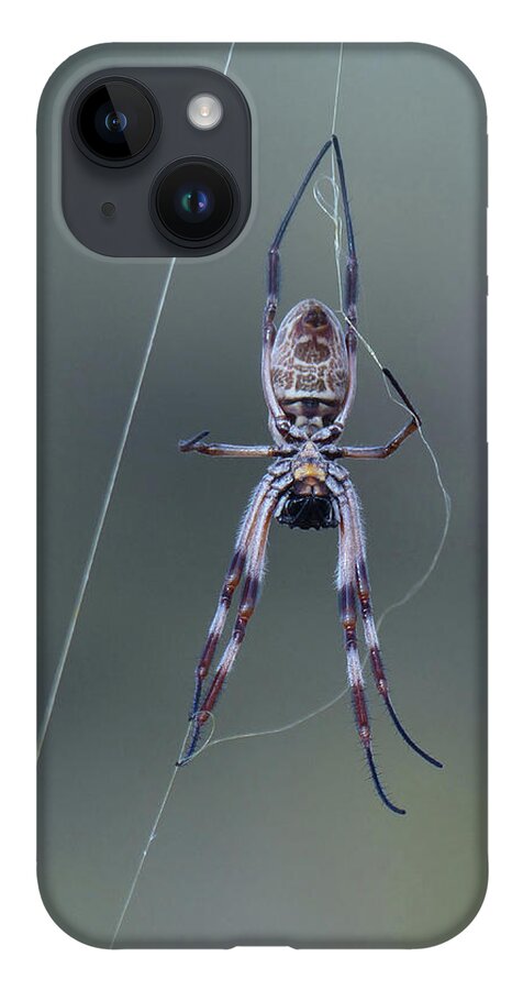 Spider iPhone Case featuring the photograph Australian Spider by Phil Banks