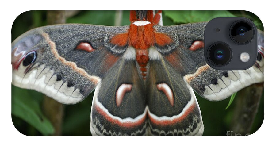 Cecropia Moth iPhone 14 Case featuring the photograph Happy Birthday by Randy Bodkins
