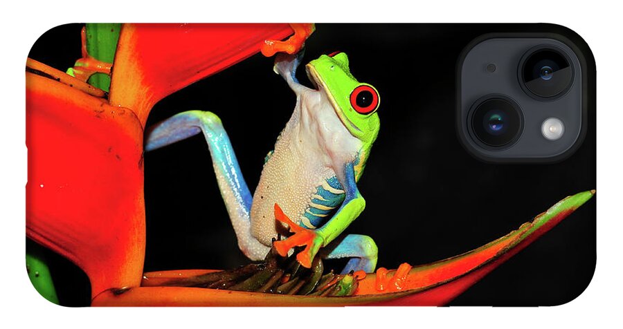 Frog Framed Prints iPhone 14 Case featuring the photograph Happy Frog by Harry Spitz