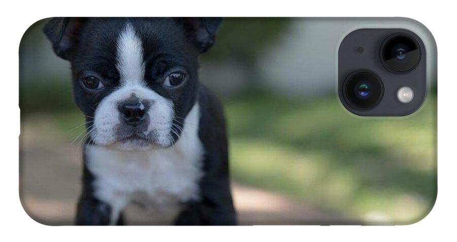 Puppy iPhone 14 Case featuring the photograph Harley as a Puppy by Lora Lee Chapman