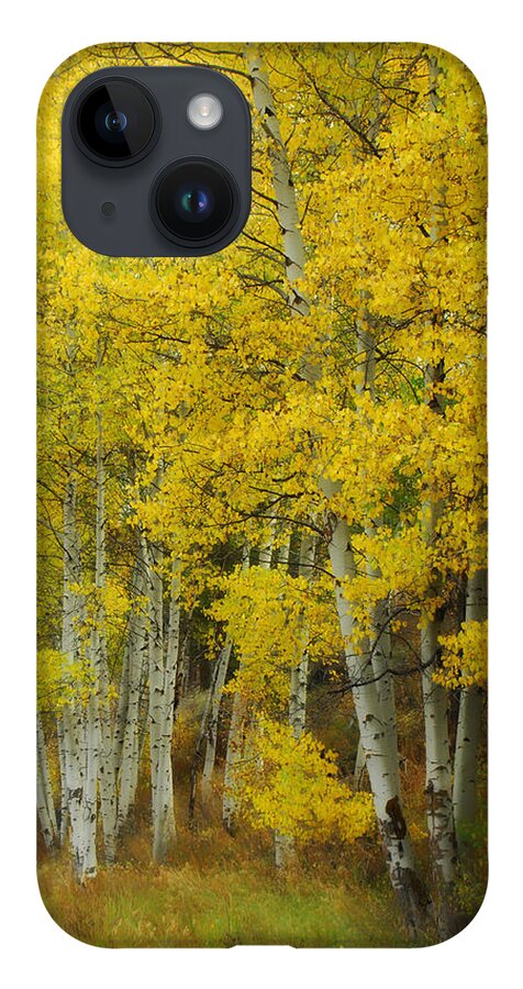 Birch Trees iPhone 14 Case featuring the photograph Heavenly Light by Donna Blackhall