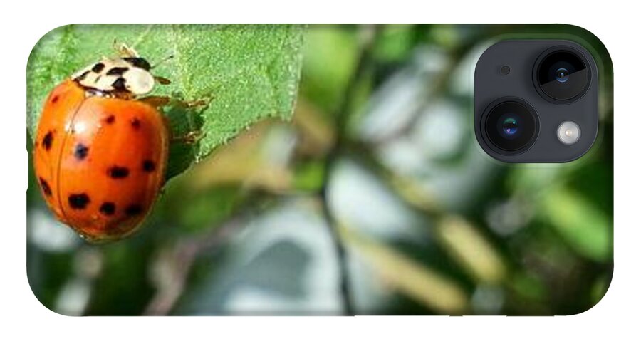 Ladybug iPhone 14 Case featuring the photograph Hello Lady by Robert Knight